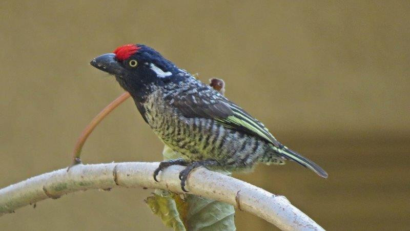 and the endemic Banded Barbet.